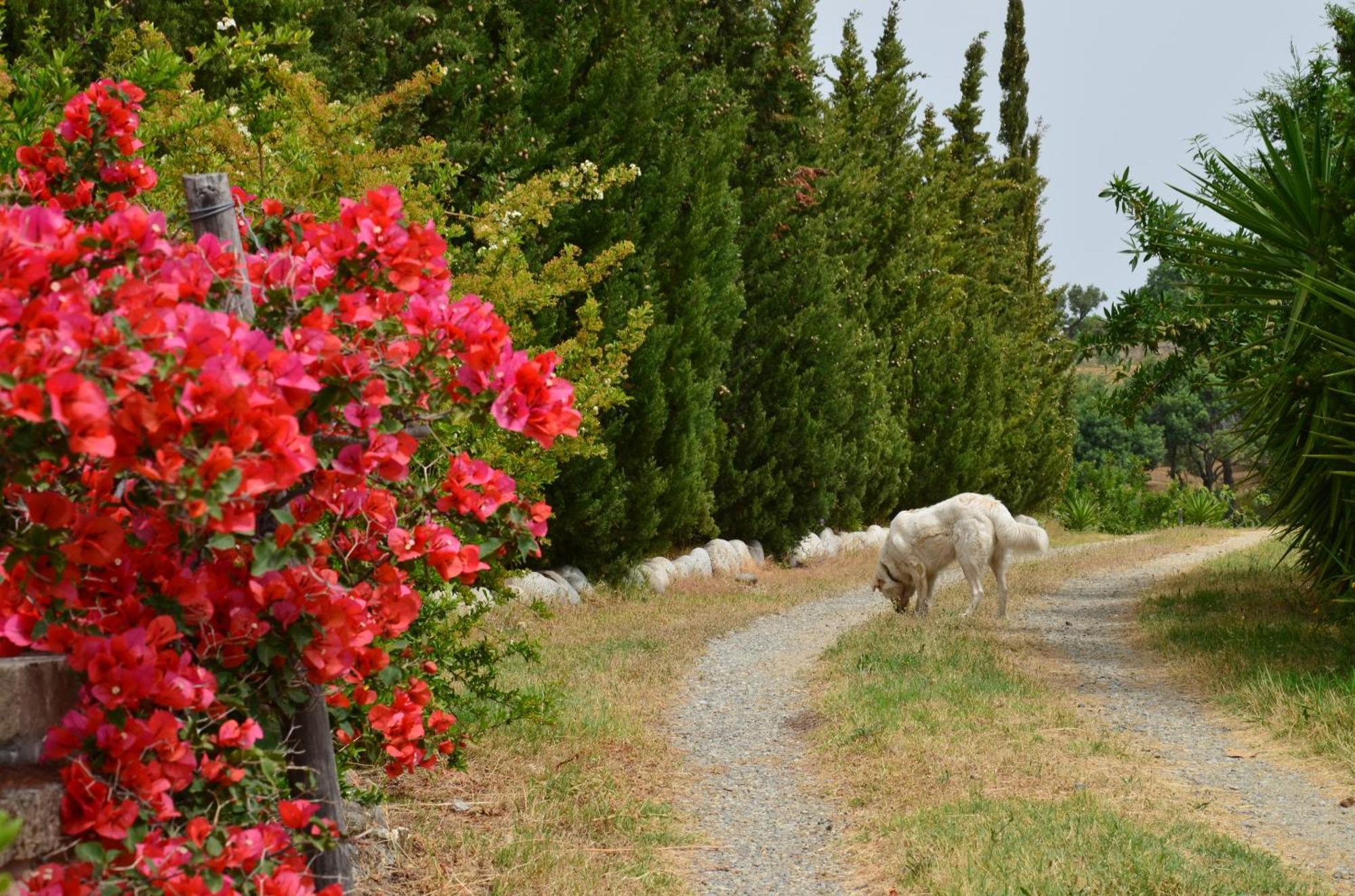 Borgo Piazza Bed and Breakfast Catanzaro Rum bild